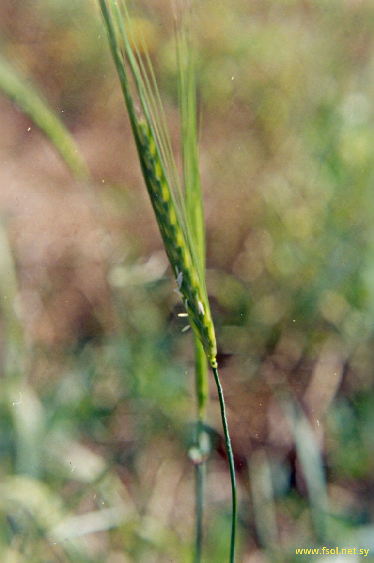 Hordeum spontaneum C. Koch.